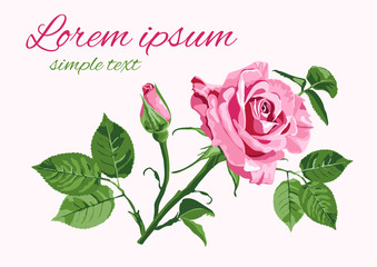 Vector greeting card with pink roses on the white background