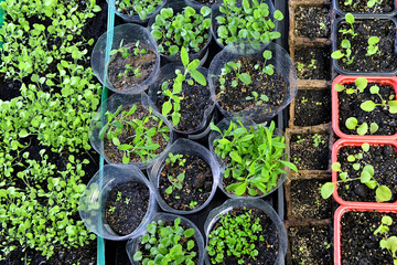 Flowers seedlings sprouting in gardening pots and boxes, top view. Vintage home garden and planting...