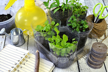 Seedlings of petunia flower and pepper with small watering pot, spray bottle and diary book on planks. Vintage home garden and planting objects, spring time and agriculture background