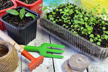 Seedlings of pepper and pansy in planting pots with garden tools on retro planks. Vintage home...