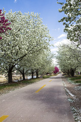 Fototapeta premium Crabapple flower in full bloom along the bike path 