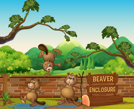 Beavers in the open zoo