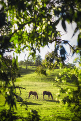 Horse Life