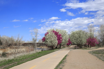 Crabapple flower in full bloom along the bike path
