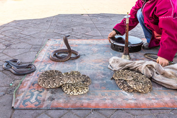 Marrakesh, Morocco, Africa - Domestic snakes in Jemaa el Fna square