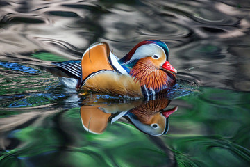 Male Mandarin ducks are swimming in the water with a beautiful pattern.