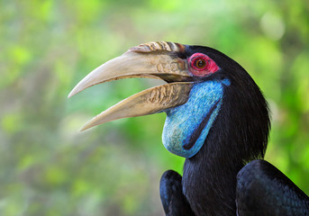 Detailed  on the face of the Wreathed Hornbill, Bar-pouched wreathed hornbill (Rhyticeros undulatus) (Female).