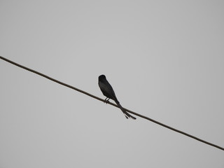 black drongo in a fog morning