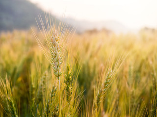 Fototapeta premium Barley Field in period harvest at sunset.