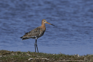 Black-tailed godwit (Limosa limosa)