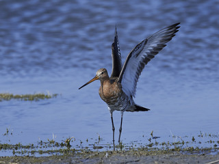 Black-tailed godwit (Limosa limosa)