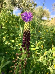 Schopfige Traubenhyazinthe oder Schopf-Traubenhyazinthe