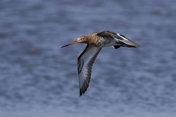 Black-tailed godwit (Limosa limosa)