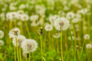field of dandelions meadow of white dandelion flowers.Selective focus.Field with white fluffy dandelions with sunlight