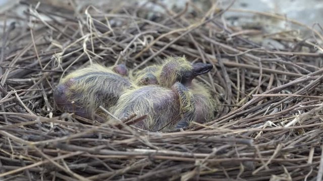 The pigeon has hatched from the eggs for about 3-4 days, living in a nest that do not do pigeons for hatching nest eggs made of grass, gradually placed into a bird nest in a circle to keep the bird.