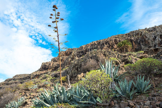 Argaga Bilder Durchsuchen 102 Archivfotos, und Videos