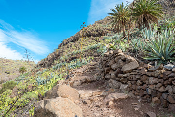 Fototapeta na wymiar Hike in the Canyon Barranco de Argaga on La Gomera. The ravine is next to the Valle Gran Rey 