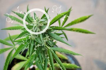 Infographics Circles and Molecular Structures The marijuana planted in a potted plant. Marijuana...