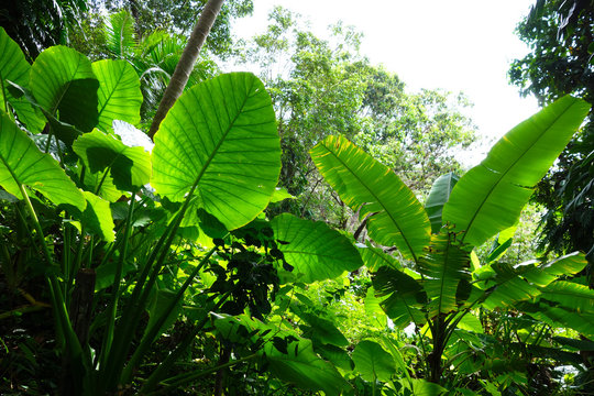 Fototapeta Jungle forest with alocasia macrorrhizos and banana leaves landscape