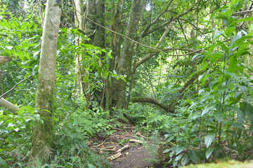 Empty path in the cross island track in the rainforest of Rarotonga Cook Islands