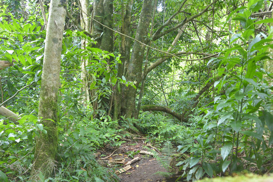 Fototapeta Empty path in the cross island track in the rainforest of Rarotonga Cook Islands