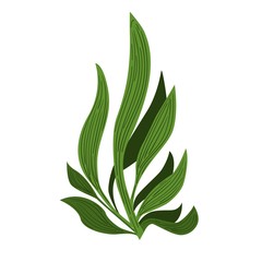 Spirulina algae Underwate. Vegetarian food.  Plant vector Illustration.