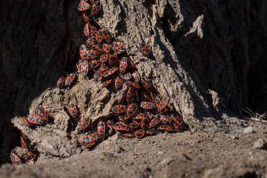 Pyrrhocoris apterus, army of red wooden bugs siting on tree bark in the park