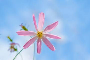 Fototapeta premium Pink purple flower Cosmos bipinnatus close up on gentle pastel blue background, abstract natural background, blank greeting card