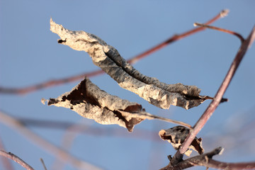 dried leaves of Apple trees in early spring on the sky background