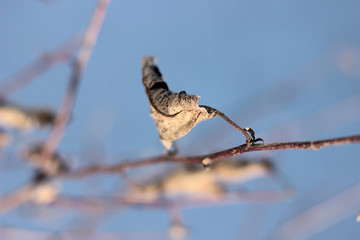 dried leaves of Apple trees in early spring on the sky background