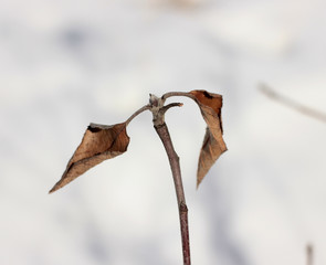 dried leaves of Apple trees in early spring on the sky background