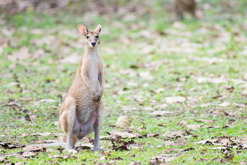 Agile wallaby standing to attention