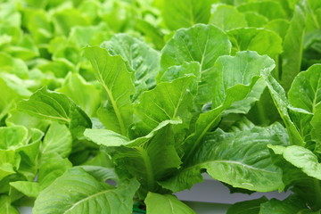 Organic Salad from Hydroponics with Liquid Soil in Non-Soil Water at Organic Farm.