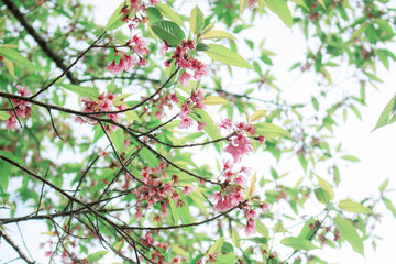 branch with the sky.
