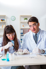 Paleontologists looking at bones of extinct animals