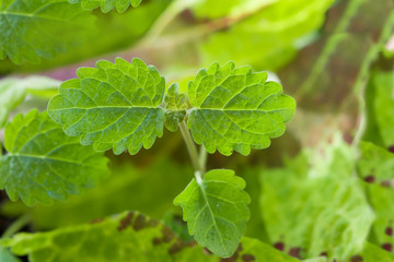 Small sprouts of medicinal plant Melissa officinalis germinate from the ground, close - up, spring landscape 