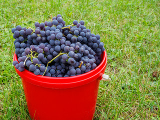 A bucket full of red grapes is standing on the lawn.