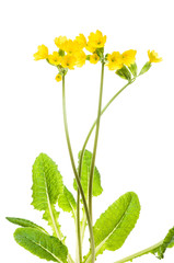 Three stems with yellow flowers of the cowslip