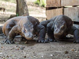 Monitor Lizard on Rinca Island, Indonesia.
