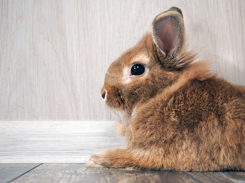 Cute rabbit sitting on the floor in the room