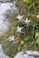mehrere Edelweis Blumen in der Natur