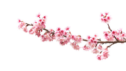 Beautiful Cherry blossom flower isolated on white background