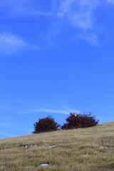 sky in mountain view and beech wood