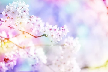 Crédence de cuisine en verre imprimé Fleur de cerisier 美しく咲き誇る満開の桜をカラフルにする　背景