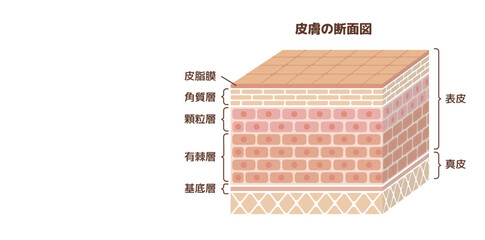 皮膚断面図 健康な皮膚とダメージを受けた皮膚の比較図 Wall Mural Barks