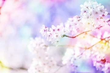 Papier Peint photo Fleur de cerisier Un arrière-plan qui rend les fleurs de cerisier en pleine floraison magnifiquement colorées