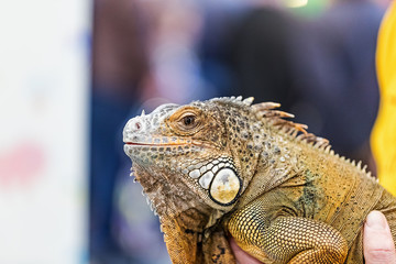 Obraz premium Guana.