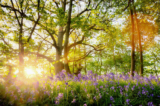 Spring bluebell forest with beautiful sunrise in Norfolk