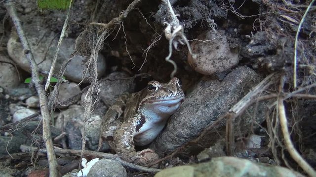 Frog in Natural Habitat