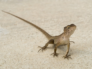 chameleon
